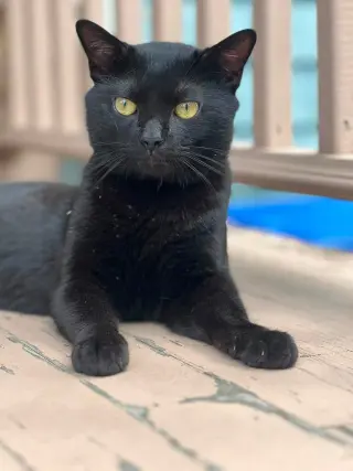 Romeo3