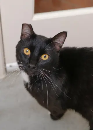 Prince