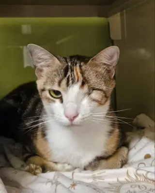 Wink