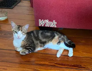 Wink