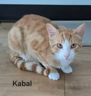 Kabal