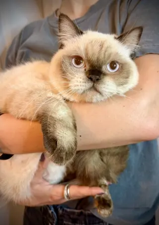 Butterscotch