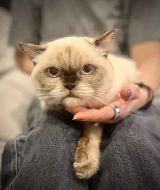 Butterscotch