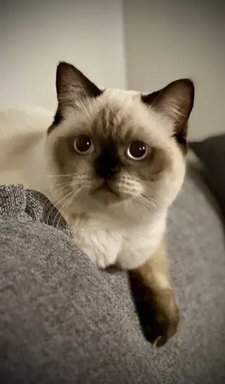 Butterscotch