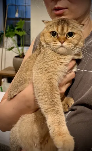 Toffee