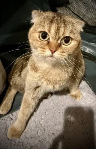 Toffee