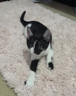 Maya