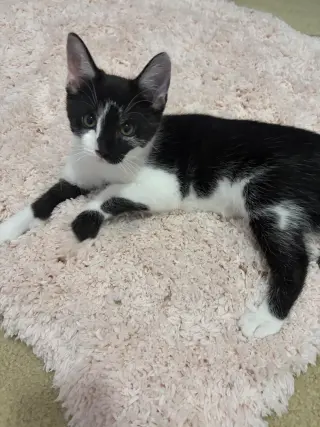 Maya