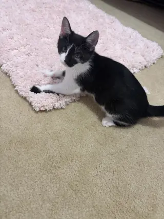 Maya