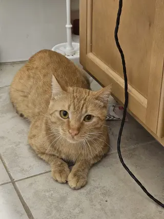 QUINCY (Cat)