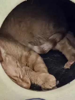 QUINCY (Cat)