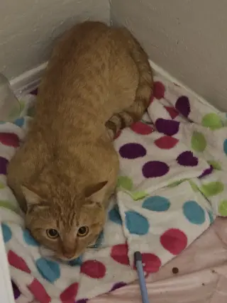 QUINCY (Cat)