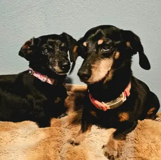 Abby and Violet