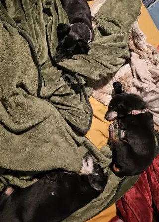Abby and Violet