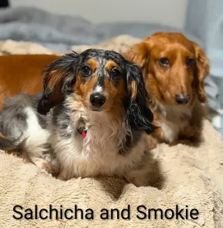 Smokie