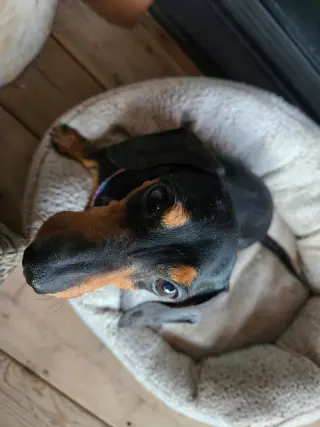 Frank