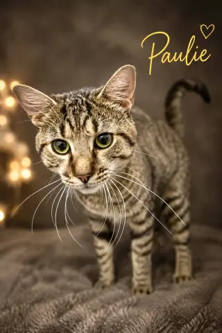 Paulie (FCID# 06/29/2026 - 54 Trainer)