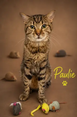 Paulie (FCID# 06/29/2026 - 54 Trainer)