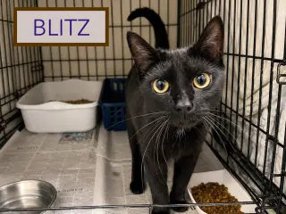 Blitz (FCID# 06/29/2026 - 7 Trainer)