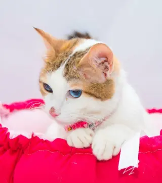 Latoya
