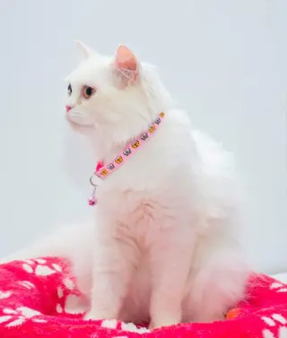 Pearl