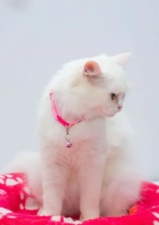 Pearl