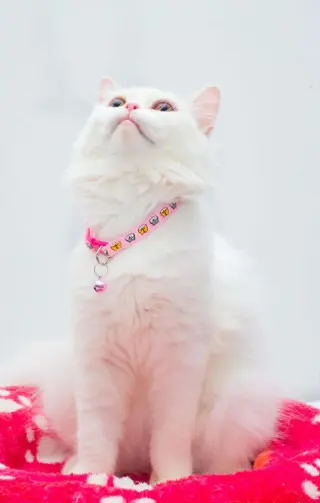 Pearl