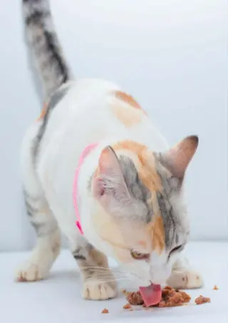 Seniorita