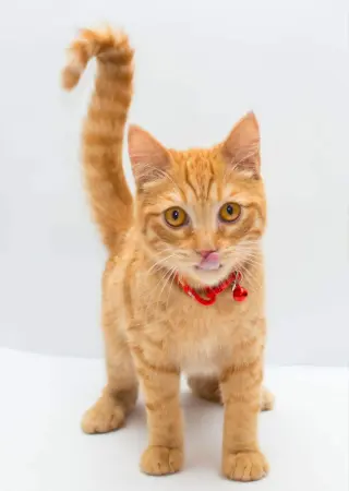 Milo