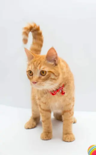Milo