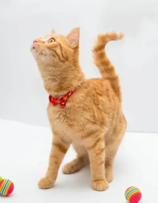 Milo