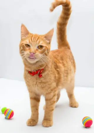 Milo