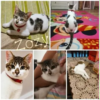 Zozy
