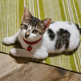 Zozy