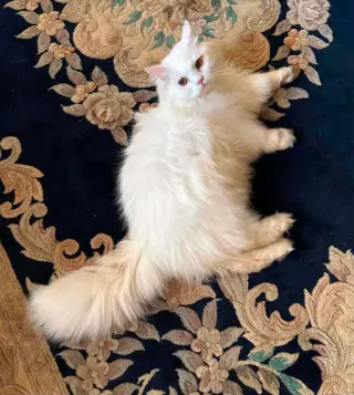 Polar Bear