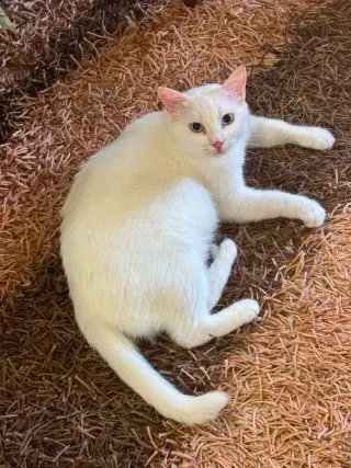 Eira