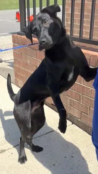 Milo