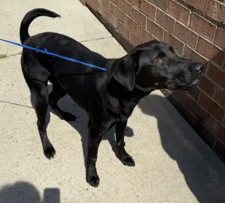 Milo
