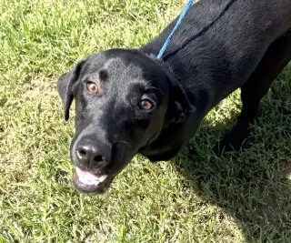 Milo