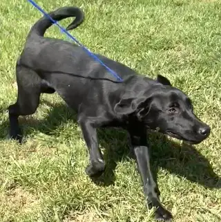 Milo
