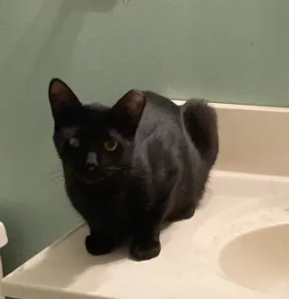 Dex