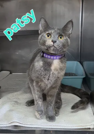 Patsy