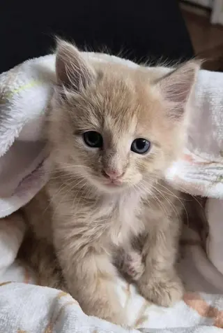 Dewey