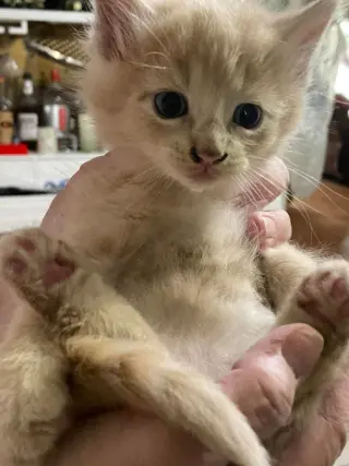 Dewey