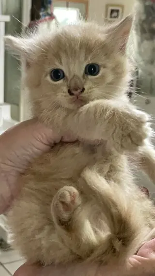 Dewey