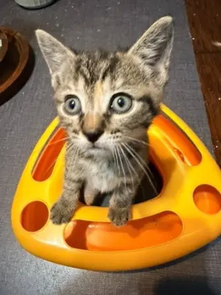 Pixie