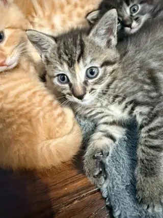 Pixie