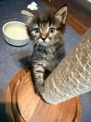 Hazel