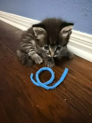 Hazel