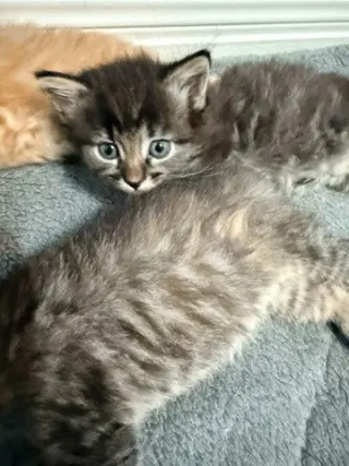 Hazel